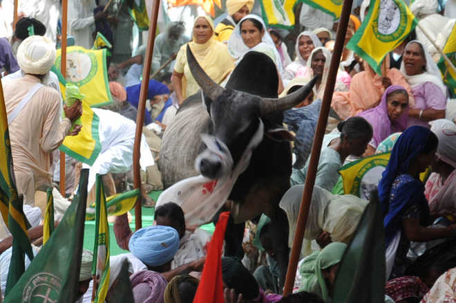 Bull charges into protesting farmers, 35 injured