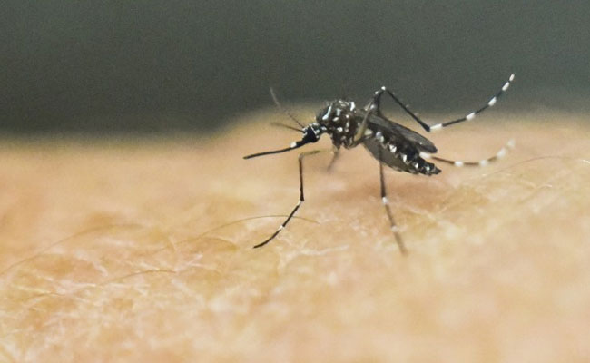 Indonesia Confirms Zika Case, Urges Calm