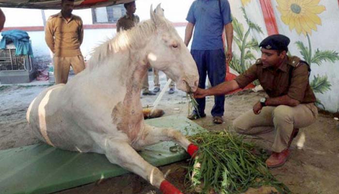Police horse ‘Shaktimaan’, injured during a BJP protest in Dehradun, passes away
