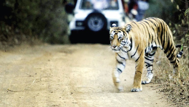 MP Loses 16 Tigers in Last 12 Months