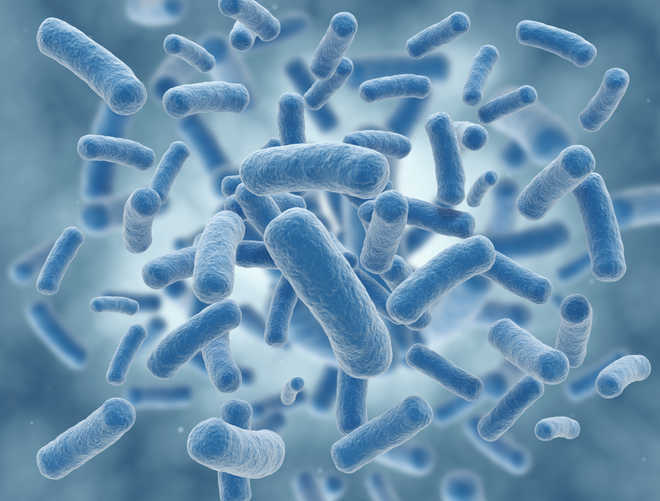 ‘Sense of touch’ discovered in bacteria