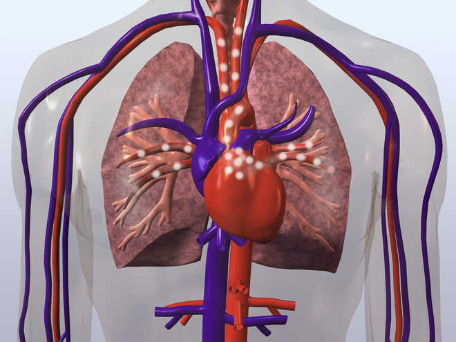 New ‘organ-on-a-chip’ device mimics heart disease