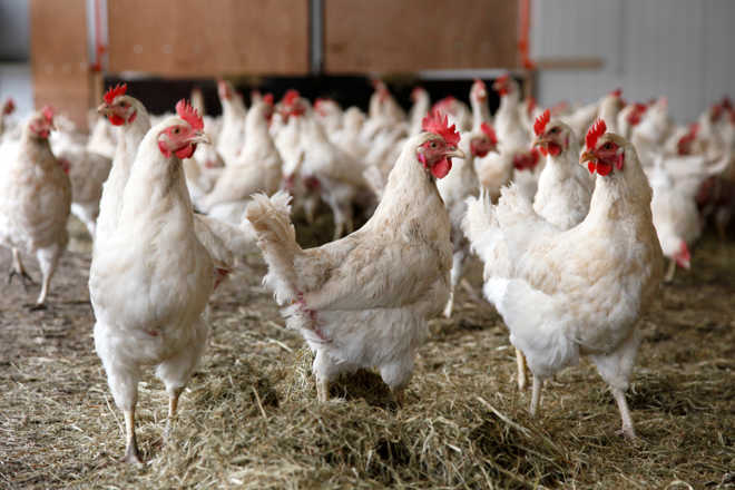 Antibiotic use in poultry sector rampant: CSE