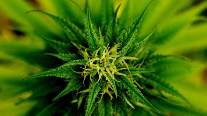 Compound in cannabis could help pancreatic cancer patients live significantly longer