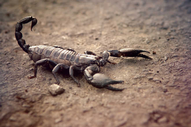 Compounds from scorpion venom may help treat bacterial infections