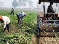 Punjab farmers reaping benefits of Mann Government’s crop diversification initiatives