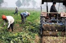 Punjab farmers reaping benefits of Mann Government’s crop diversification initiatives