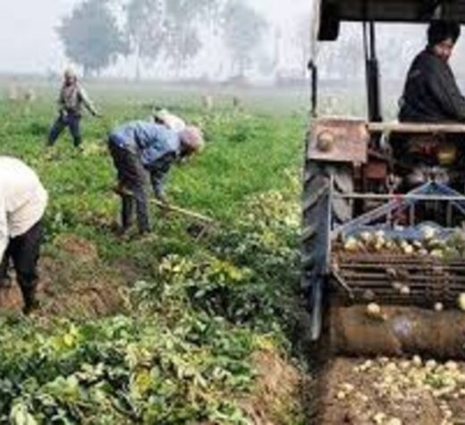 Punjab farmers reaping benefits of Mann Government’s crop diversification initiatives