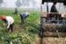 Punjab farmers reaping benefits of Mann Government’s crop diversification initiatives