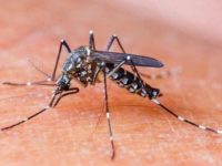 Dengue, typhoid, scrub typhus cases on rise; know symptoms and tips from expert