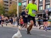 Cute duck participates in the New York City Marathon. Watch viral video