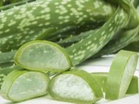 Aloe Vera: Health Benefits, Uses, Side Effects, and More