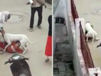 Ferocious pit bull attacks child in Noida as owner looks on; 3 booked