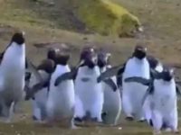 Viral video of penguins chasing a butterfly will melt your heart, leaves internet in awe – WATCH