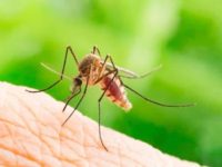 Japanese Encephalitis Claims Several Lives In Assam: Fever, Stiff Neck And Other Symptoms Of This Mosquito-Borne Disease