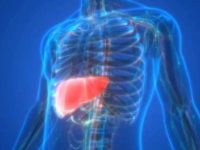 Study finds fatty liver linked to the survival in E. coli infection