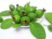 Benefits of Guava leaves; help control sugar, blood pressure, cholesterol, eliminate pimples, arrest hair fall