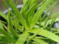 From Right Direction To Position, How To Place An Aloe Vera Plant At Home For Prosperity