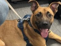 Police in Brampton searching for owner of lost dog