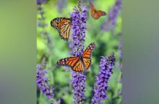 Butterflies mimic each other’s flight patterns to evade predators: Study